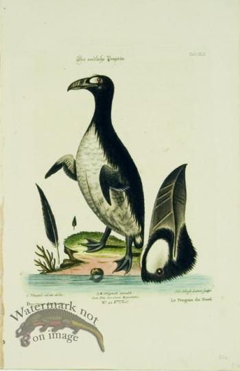 Seligmann Duck 09